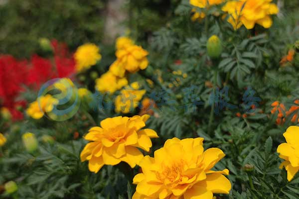 沈陽(yáng)喪葬服務(wù)